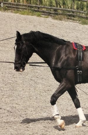 Lungeing, Long-reining and In-hand work Webinar with Claire Lilley